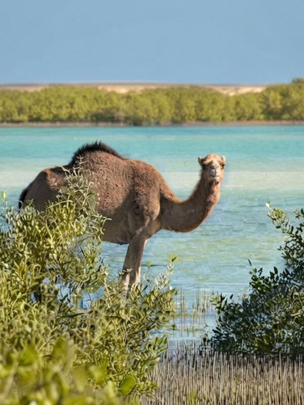 Wadi El Gemal Nature Reserve in Marsa Alam