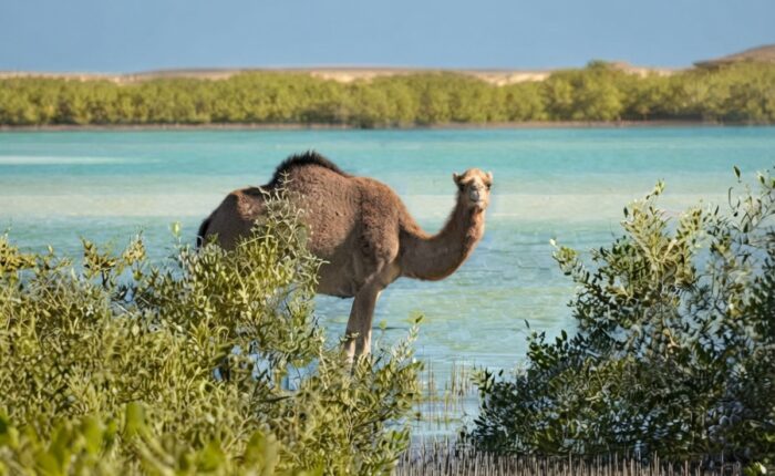 Wadi El Gemal Nature Reserve in Marsa Alam