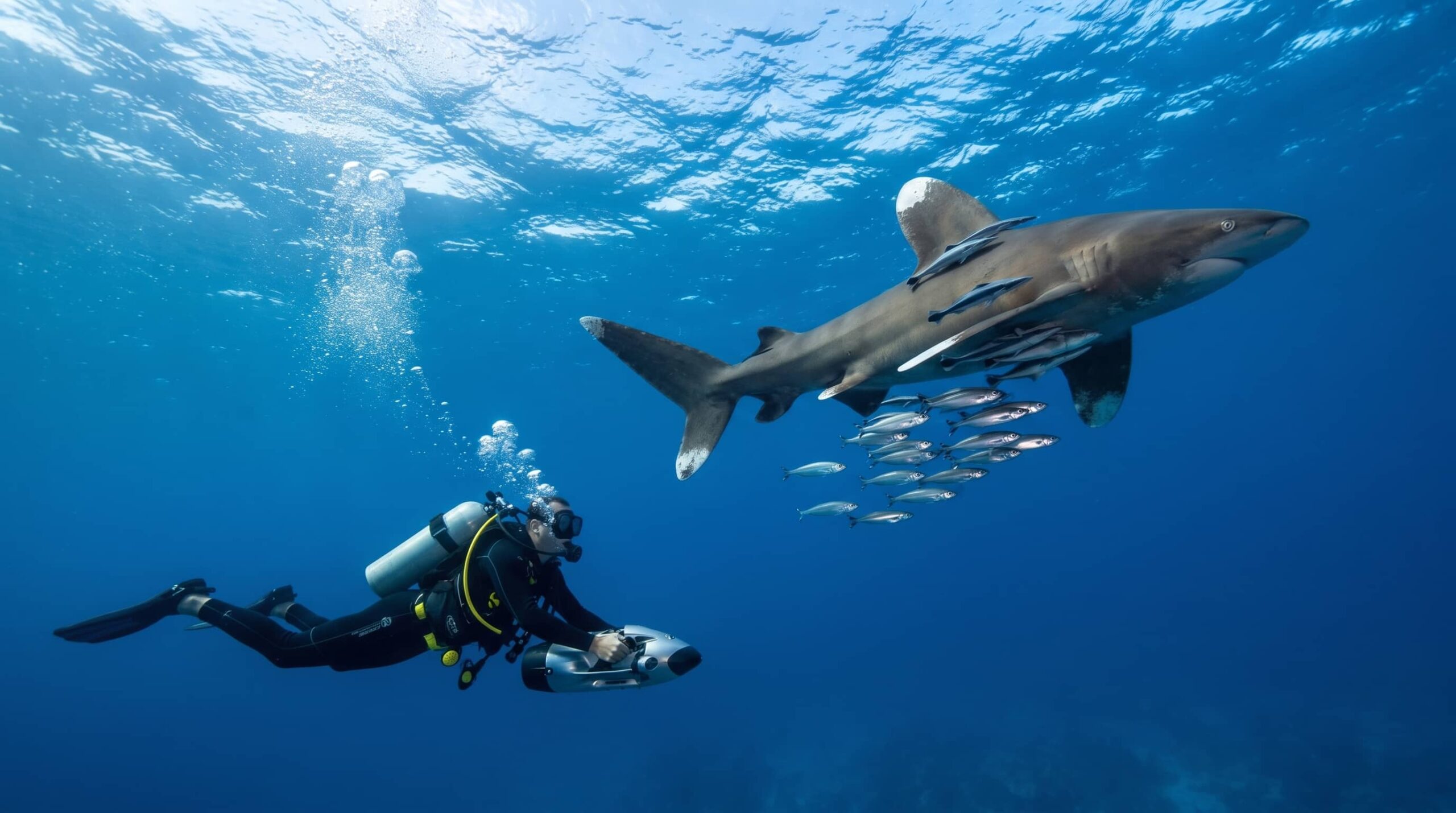 Rocky Island diving Deep South shark wall oceanic whitetip hammerhead isolated rock
