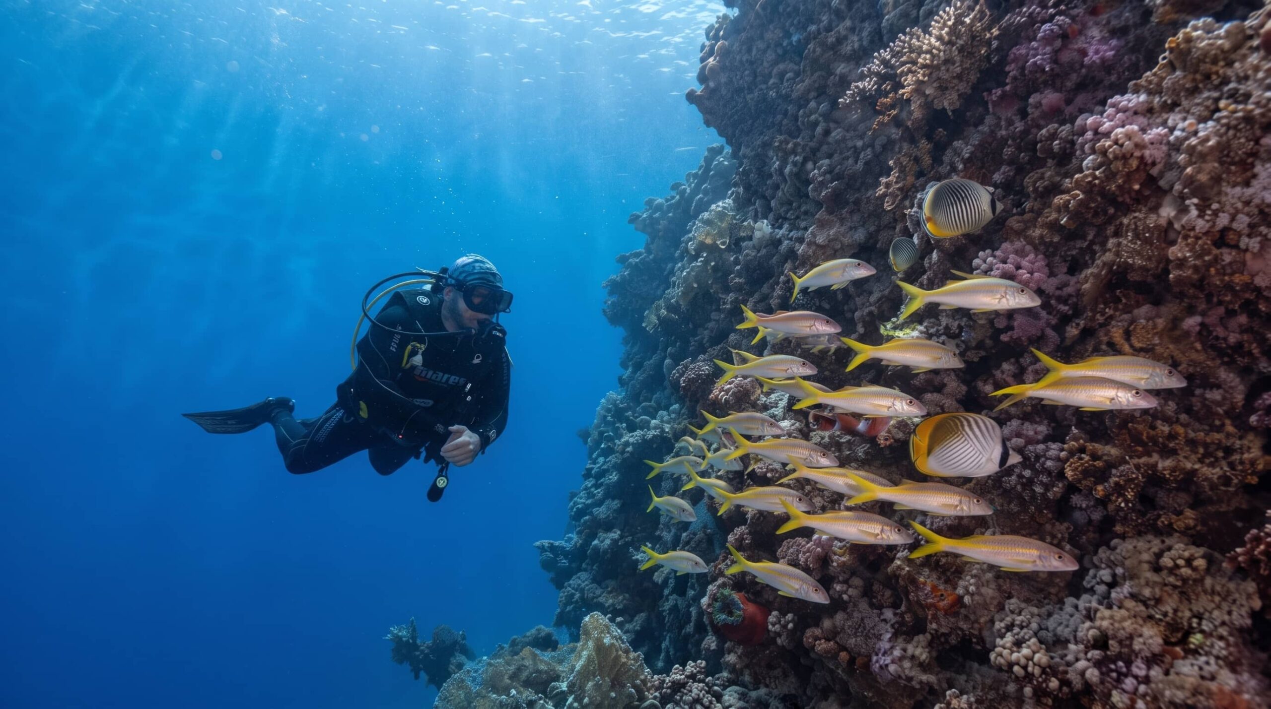 El Fanadir diving El Gouna long reef drift dive turtles north south plateau