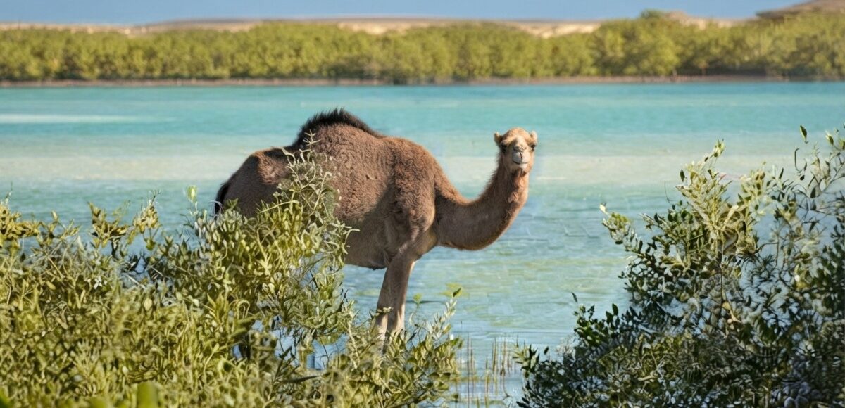 Wadi El Gemal Nature Reserve in Marsa Alam