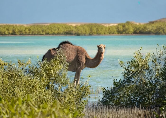 Wadi El Gemal Nature Reserve in Marsa Alam